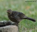 Turdus merula